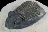 Bargain, Zlichovaspis Trilobite - Lghaft, Morocco #100674-2
